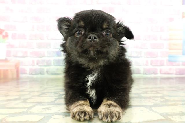 広島県のチワワ(ロング) (Coo&RIKU東広島店/2026年3月22日生まれ/男の子/ブラックタン)の子犬の1枚目の画像