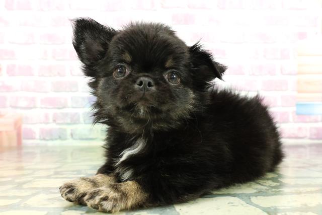 広島県のチワワ(ロング) (Coo&RIKU東広島店/2026年3月22日生まれ/男の子/ブラックタン)の子犬の2枚目の画像