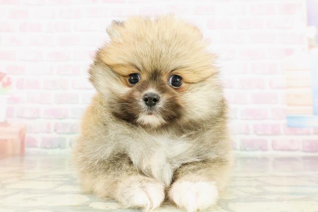 東京都のポメラニアン (Coo&RIKU大久保店/2026年3月21日生まれ/男の子/オレンジ)の子犬の1枚目の画像
