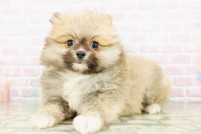 東京都のポメラニアン (Coo&RIKU大久保店/2026年3月21日生まれ/男の子/オレンジ)の子犬の2枚目の画像