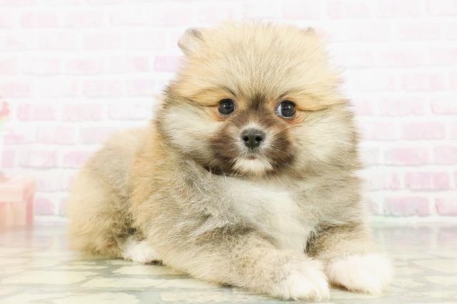 東京都のポメラニアン (Coo&RIKU大久保店/2026年3月21日生まれ/男の子/オレンジ)の子犬の3枚目の画像