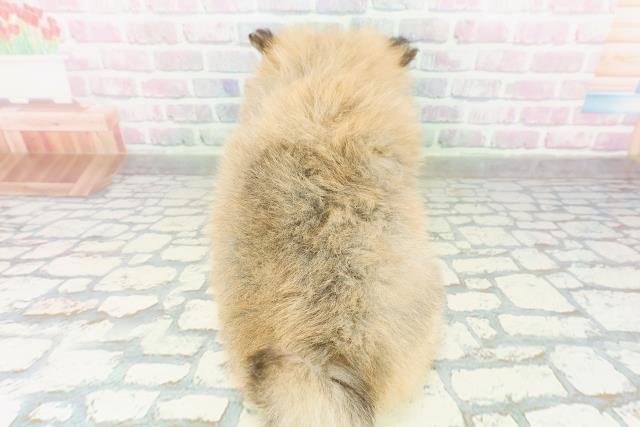 東京都のポメラニアン (Coo&RIKU大久保店/2026年3月21日生まれ/男の子/オレンジ)の子犬の4枚目の画像
