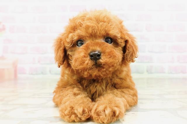 北海道のトイプードル(トイ) (Coo&RIKU旭川店/2026年3月23日生まれ/男の子/レッド)の子犬の1枚目の画像
