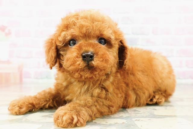 北海道のトイプードル(トイ) (Coo&RIKU旭川店/2026年3月23日生まれ/男の子/レッド)の子犬の2枚目の画像