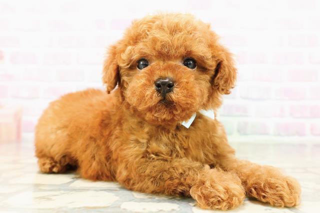 北海道のトイプードル(トイ) (Coo&RIKU旭川店/2026年3月23日生まれ/男の子/レッド)の子犬の3枚目の画像