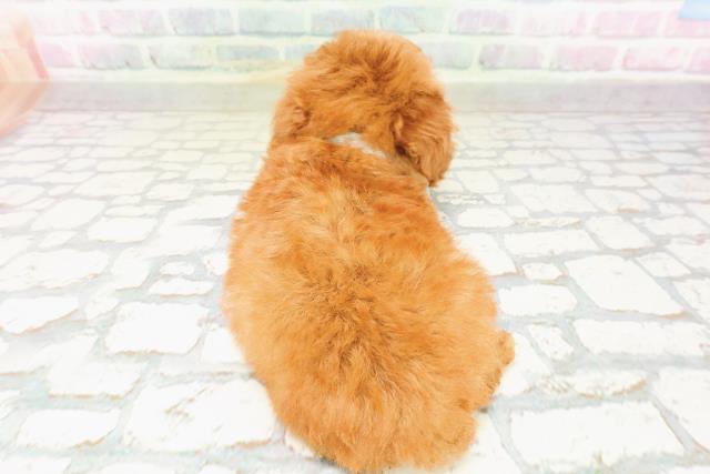 北海道のトイプードル(トイ) (Coo&RIKU旭川店/2026年3月23日生まれ/男の子/レッド)の子犬の4枚目の画像