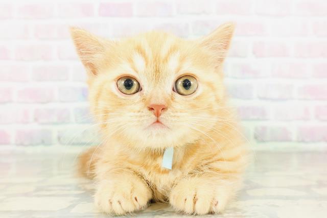 東京都のミヌエット (Coo&RIKU浅草店/2026年3月16日生まれ/男の子/レッドタビー)の子猫の1枚目の画像