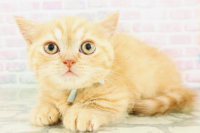 東京都のミヌエット (Coo&RIKU浅草店/2026年3月16日生まれ/男の子/レッドタビー)の子猫の2枚目の画像