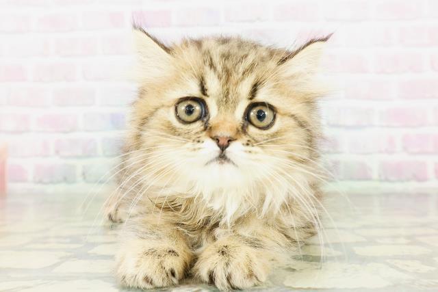 島根県のミヌエット (Coo&RIKU出雲店/2026年3月16日生まれ/女の子/ブラウンタビー)の子猫の1枚目の画像