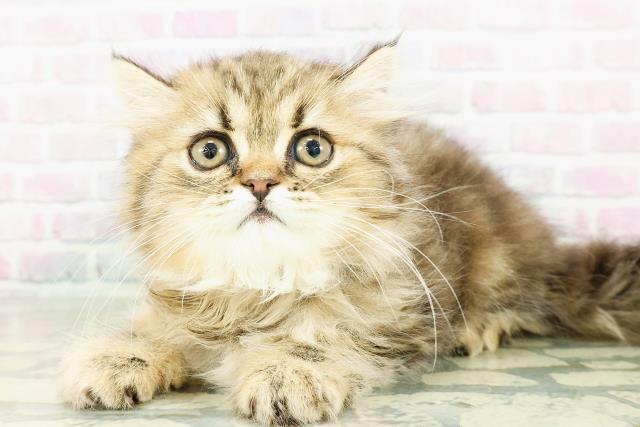 島根県のミヌエット (Coo&RIKU出雲店/2026年3月16日生まれ/女の子/ブラウンタビー)の子猫の2枚目の画像