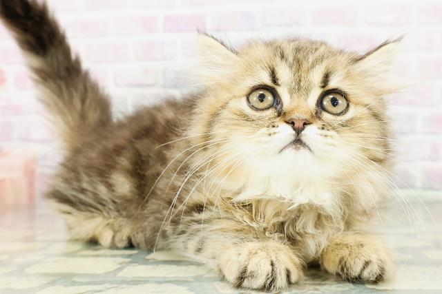 島根県のミヌエット (Coo&RIKU出雲店/2026年3月16日生まれ/女の子/ブラウンタビー)の子猫の3枚目の画像