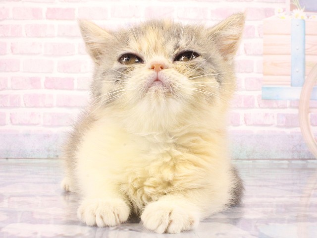 大阪府のミヌエット (Coo&RIKU枚方店/2026年3月15日生まれ/女の子/キャリコ)の子猫