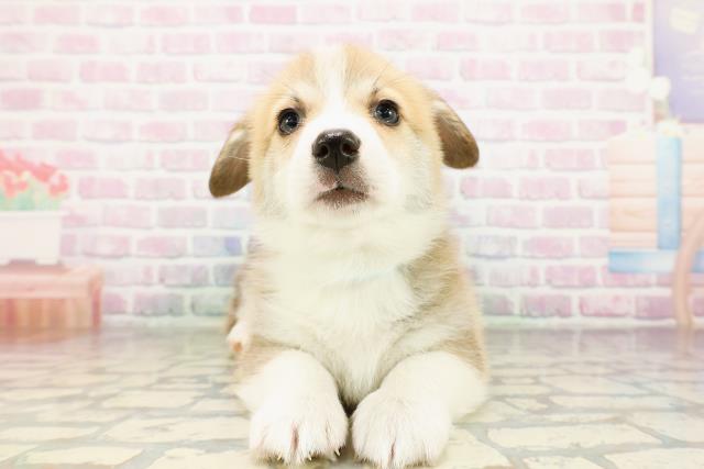 新潟県のウェルシュコーギーペンブローク (Coo&RIKU長岡店/2026年3月24日生まれ/男の子/セーブルホワイト)の子犬