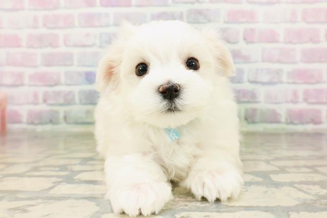 富山県のマルチーズ (Coo&RIKU富山店/2026年3月23日生まれ/男の子/ホワイト)の子犬の1枚目の画像