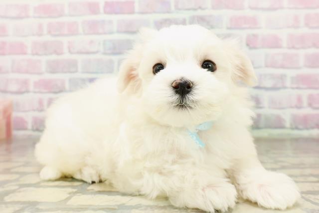 富山県のマルチーズ (Coo&RIKU富山店/2026年3月23日生まれ/男の子/ホワイト)の子犬の3枚目の画像