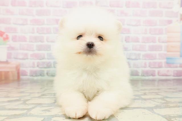 福島県のポメラニアン (Coo&RIKUいわき店/2026年3月22日生まれ/男の子/クリーム)の子犬の1枚目の画像