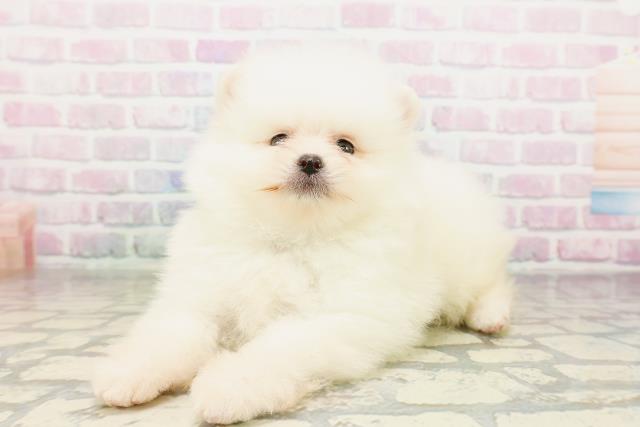 福島県のポメラニアン (Coo&RIKUいわき店/2026年3月22日生まれ/男の子/クリーム)の子犬の2枚目の画像
