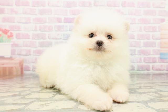 福島県のポメラニアン (Coo&RIKUいわき店/2026年3月22日生まれ/男の子/クリーム)の子犬の3枚目の画像