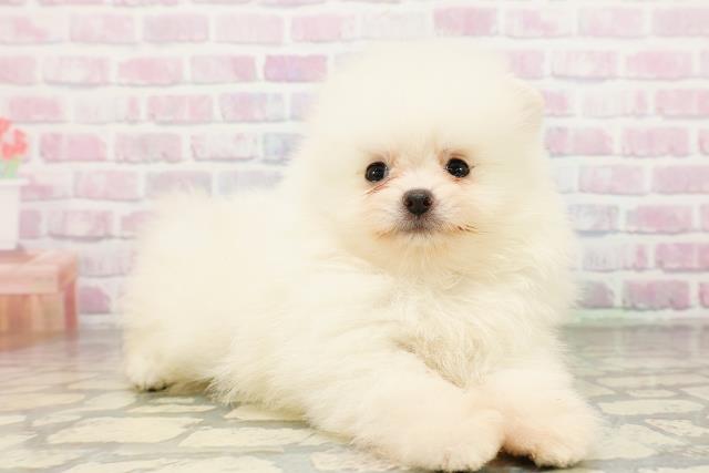 福島県のポメラニアン (Coo&RIKU会津若松店/2026年3月22日生まれ/女の子/クリーム)の子犬の3枚目の画像