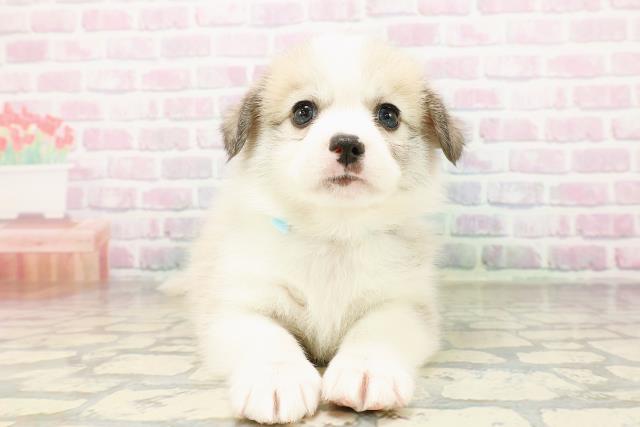 山形県のハーフ犬・ミックス犬 (Coo&RIKUイオンタウン酒田店/2026年3月24日生まれ/男の子/セーブルホワイト)の子犬の1枚目の画像