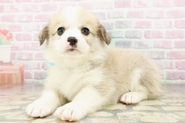山形県のハーフ犬・ミックス犬 (Coo&RIKUイオンタウン酒田店/2026年3月24日生まれ/男の子/セーブルホワイト)の子犬の2枚目の画像