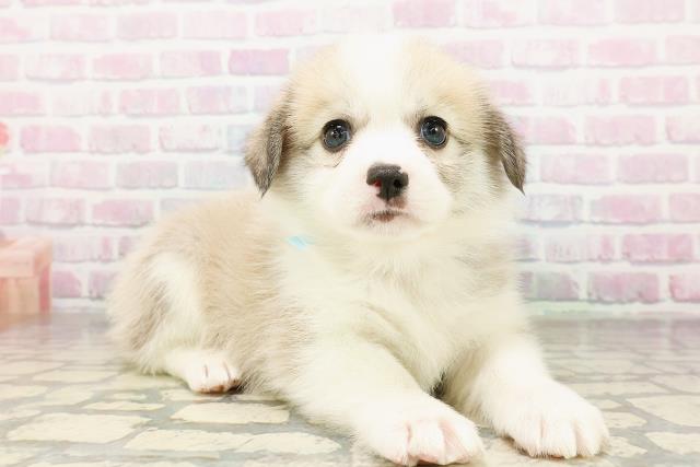 山形県のハーフ犬・ミックス犬 (Coo&RIKUイオンタウン酒田店/2026年3月24日生まれ/男の子/セーブルホワイト)の子犬の3枚目の画像