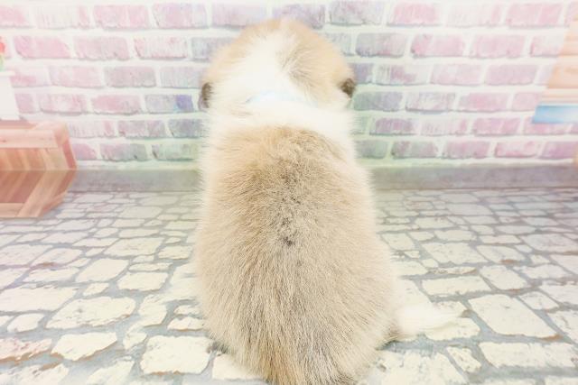 山形県のハーフ犬・ミックス犬 (Coo&RIKUイオンタウン酒田店/2026年3月24日生まれ/男の子/セーブルホワイト)の子犬の4枚目の画像