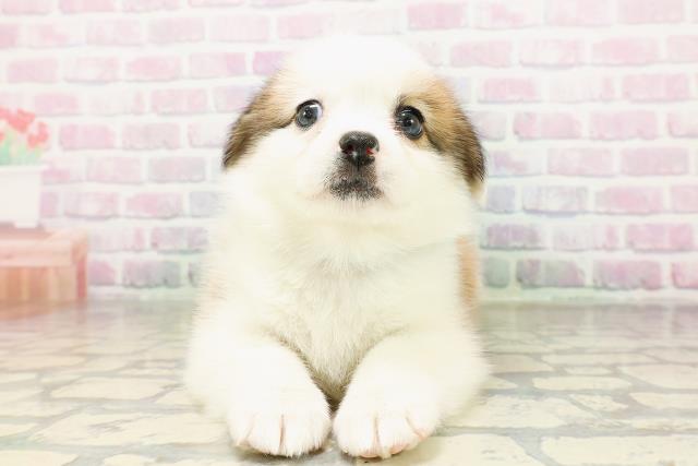 石川県のハーフ犬・ミックス犬 (Coo&RIKU金沢店/2026年3月24日生まれ/男の子/セーブルホワイト)の子犬