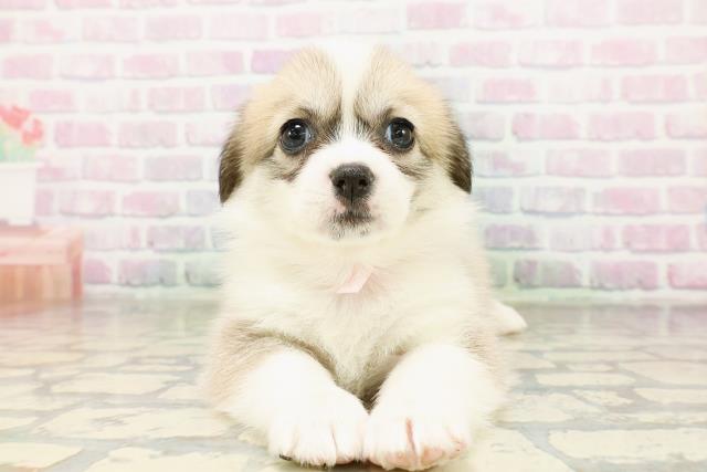 高知県のハーフ犬・ミックス犬 (Coo&RIKU高知御座店/2026年3月24日生まれ/女の子/セーブルホワイト)の子犬の1枚目の画像