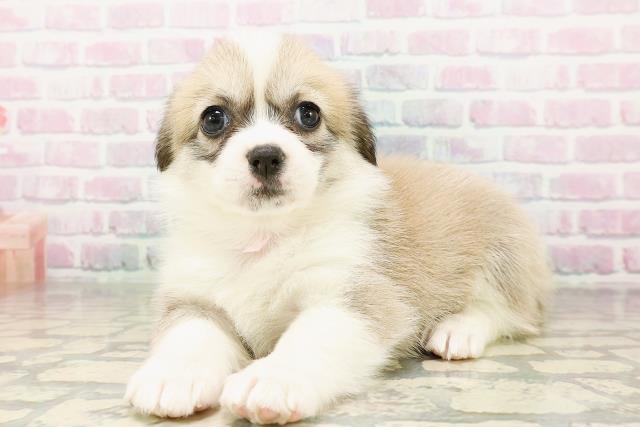 高知県のハーフ犬・ミックス犬 (Coo&RIKU高知御座店/2026年3月24日生まれ/女の子/セーブルホワイト)の子犬の2枚目の画像