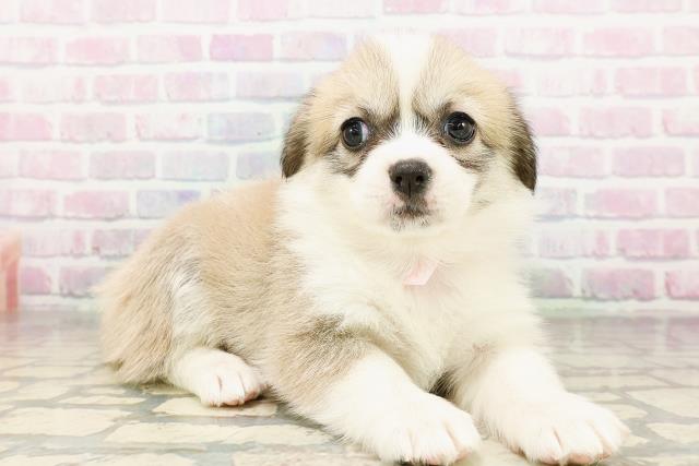 高知県のハーフ犬・ミックス犬 (Coo&RIKU高知御座店/2026年3月24日生まれ/女の子/セーブルホワイト)の子犬の3枚目の画像