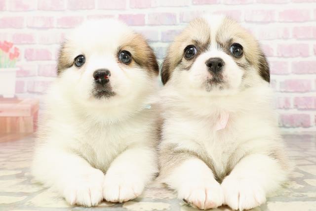 高知県のハーフ犬・ミックス犬 (Coo&RIKU高知御座店/2026年3月24日生まれ/女の子/セーブルホワイト)の子犬の4枚目の画像