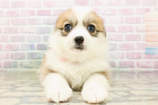 広島県のハーフ犬・ミックス犬 (Coo&RIKU広島中央店/2026年3月24日生まれ/女の子/セーブルホワイト)の子犬の1枚目の画像