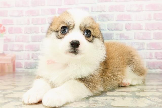 広島県のハーフ犬・ミックス犬 (Coo&RIKU広島中央店/2026年3月24日生まれ/女の子/セーブルホワイト)の子犬の2枚目の画像
