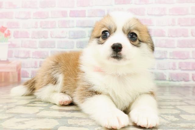 広島県のハーフ犬・ミックス犬 (Coo&RIKU広島中央店/2026年3月24日生まれ/女の子/セーブルホワイト)の子犬の3枚目の画像