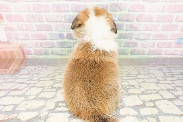 広島県のハーフ犬・ミックス犬 (Coo&RIKU広島中央店/2026年3月24日生まれ/女の子/セーブルホワイト)の子犬の4枚目の画像