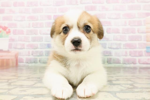 広島県のハーフ犬・ミックス犬 (Coo&RIKU東広島店/2026年3月24日生まれ/女の子/セーブルホワイト)の子犬の1枚目の画像