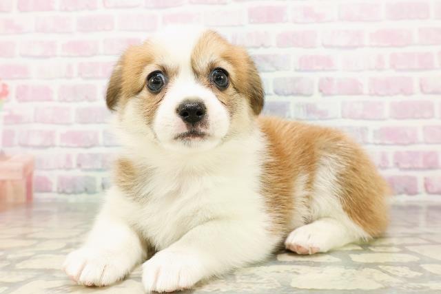 広島県のハーフ犬・ミックス犬 (Coo&RIKU東広島店/2026年3月24日生まれ/女の子/セーブルホワイト)の子犬の2枚目の画像