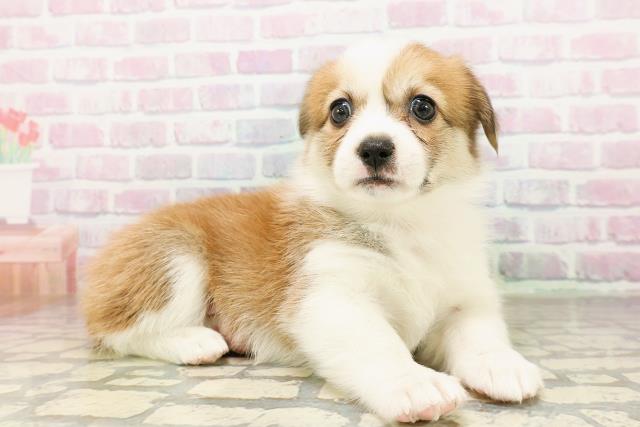 広島県のハーフ犬・ミックス犬 (Coo&RIKU東広島店/2026年3月24日生まれ/女の子/セーブルホワイト)の子犬の3枚目の画像