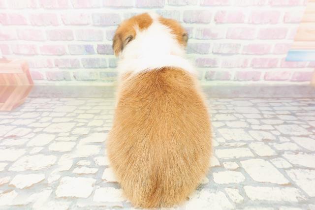 広島県のハーフ犬・ミックス犬 (Coo&RIKU東広島店/2026年3月24日生まれ/女の子/セーブルホワイト)の子犬の4枚目の画像