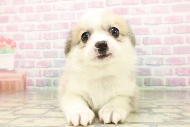 埼玉県のハーフ犬・ミックス犬 (Coo&RIKU春日部店/2026年3月24日生まれ/女の子/セーブルホワイト)の子犬の1枚目の画像