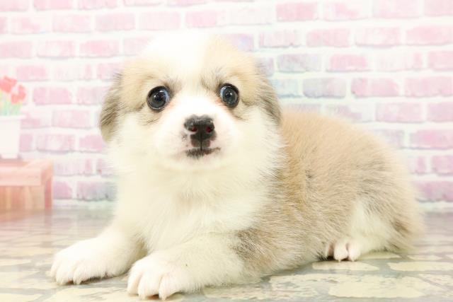 埼玉県のハーフ犬・ミックス犬 (Coo&RIKU春日部店/2026年3月24日生まれ/女の子/セーブルホワイト)の子犬の2枚目の画像