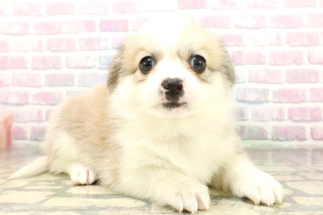 埼玉県のハーフ犬・ミックス犬 (Coo&RIKU春日部店/2026年3月24日生まれ/女の子/セーブルホワイト)の子犬の3枚目の画像