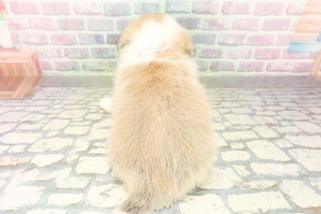 埼玉県のハーフ犬・ミックス犬 (Coo&RIKU春日部店/2026年3月24日生まれ/女の子/セーブルホワイト)の子犬の4枚目の画像