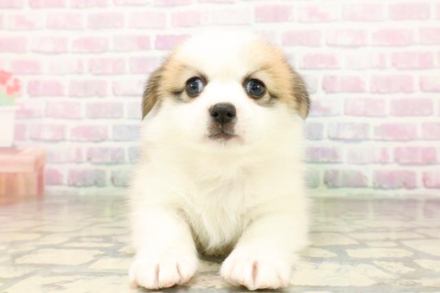 埼玉県のハーフ犬・ミックス犬 (Coo&RIKU所沢店/2026年3月24日生まれ/女の子/セーブルホワイト)の子犬の1枚目の画像