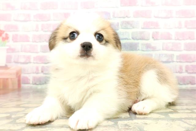埼玉県のハーフ犬・ミックス犬 (Coo&RIKU所沢店/2026年3月24日生まれ/女の子/セーブルホワイト)の子犬の2枚目の画像