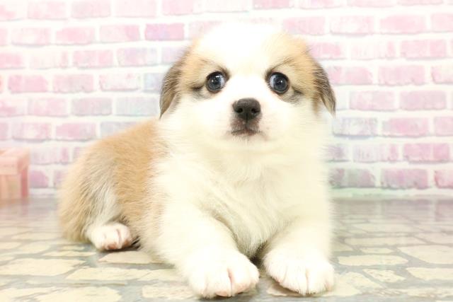 埼玉県のハーフ犬・ミックス犬 (Coo&RIKU所沢店/2026年3月24日生まれ/女の子/セーブルホワイト)の子犬の3枚目の画像