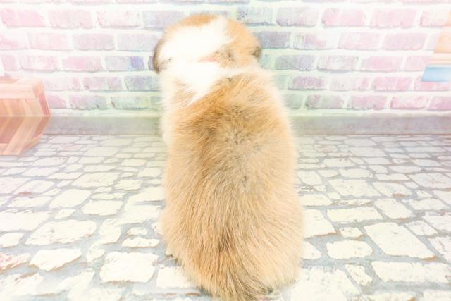 埼玉県のハーフ犬・ミックス犬 (Coo&RIKU所沢店/2026年3月24日生まれ/女の子/セーブルホワイト)の子犬の4枚目の画像