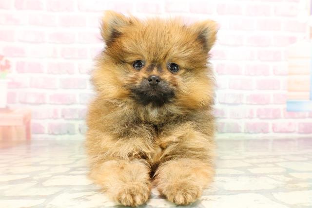 高知県のポメラニアン (Coo&RIKU高知御座店/2026年3月19日生まれ/男の子/オレンジ)の子犬の1枚目の画像