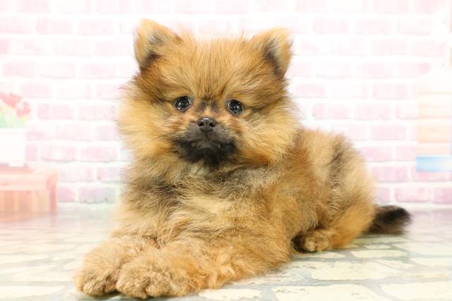 高知県のポメラニアン (Coo&RIKU高知御座店/2026年3月19日生まれ/男の子/オレンジ)の子犬の2枚目の画像